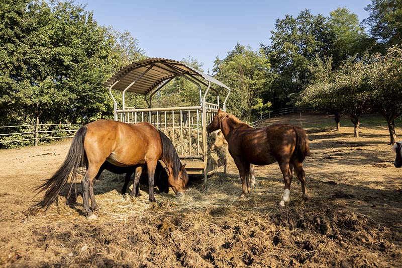 servizi cavallo asti